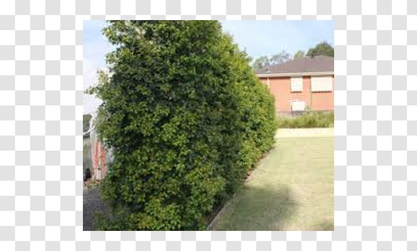 Hedge Common Lilly Pilly Syzygium Australe Tree Waterhousea Floribunda - Property Transparent PNG