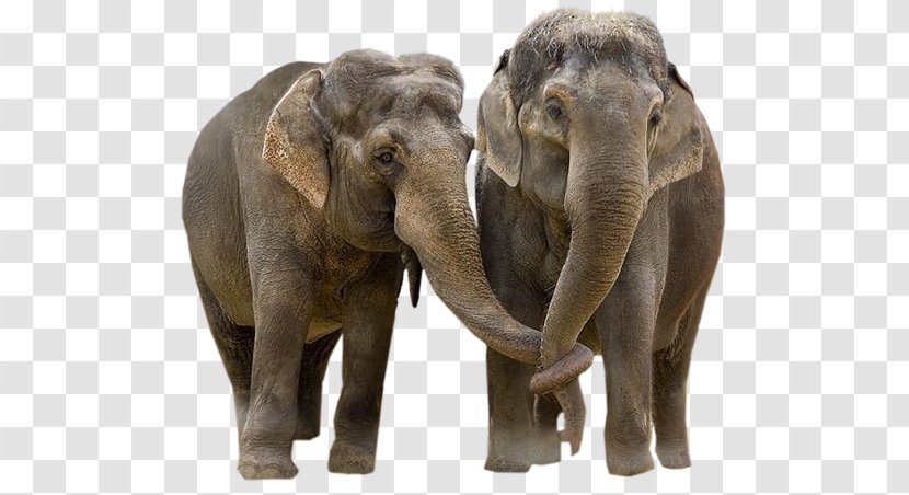 African Elephant Asian Elephantidae Desktop Wallpaper Tusk - Elephants And Mammoths - Elephant-border Transparent PNG