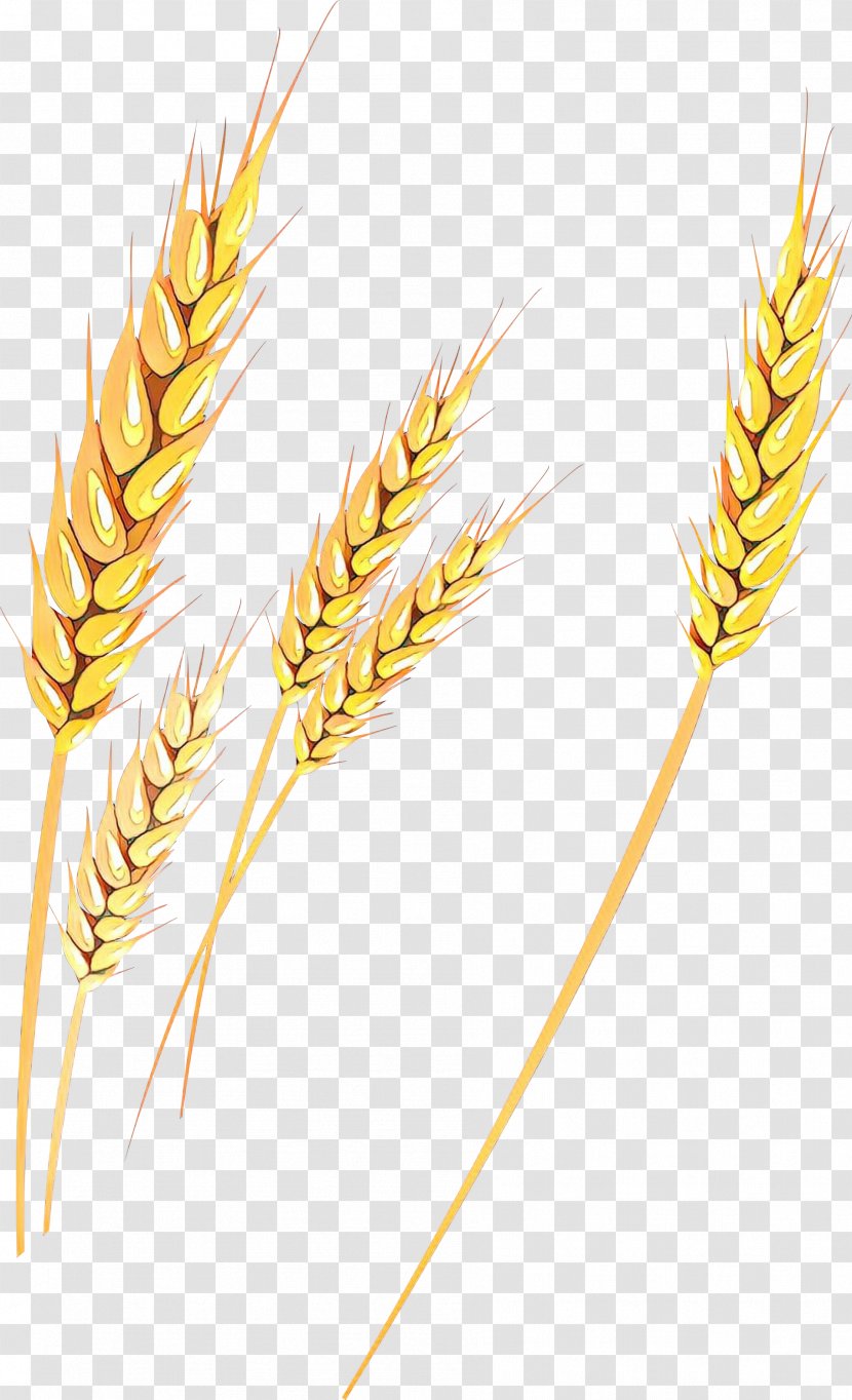 Emmer Einkorn Wheat Triticale Cereal Germ Rye - Barley - Grasses Transparent PNG