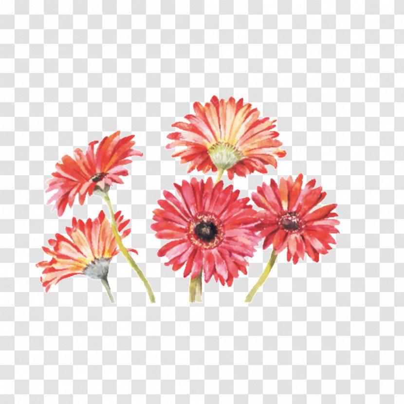 Transvaal Daisy Watercolor Painting Drawing Vector Graphics Stock Photography - Perennial Plant Transparent PNG
