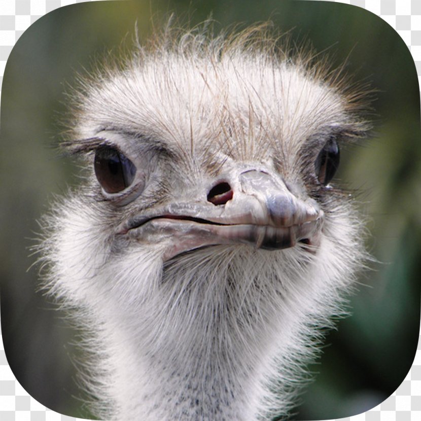 Common Ostrich Bird Horse Animal BiznesTUBE Sp. Z O.o. - Ornithomimus - Creative Transparent PNG