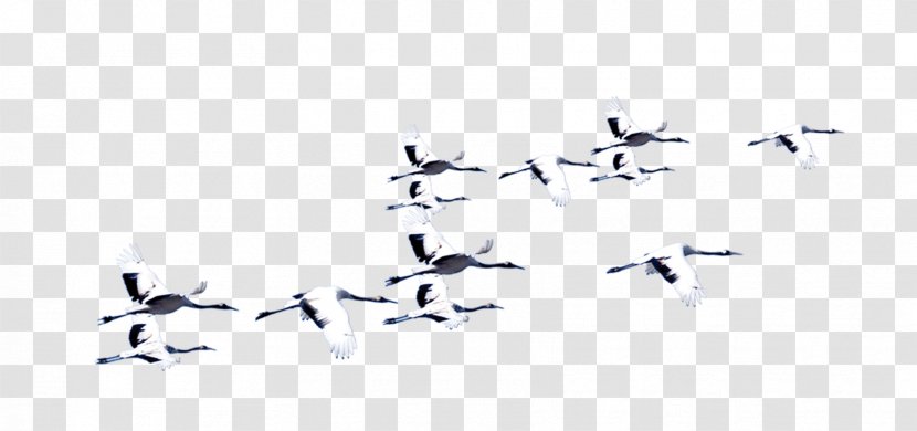 Bird Crane Flight Computer File - Water - White Transparent PNG