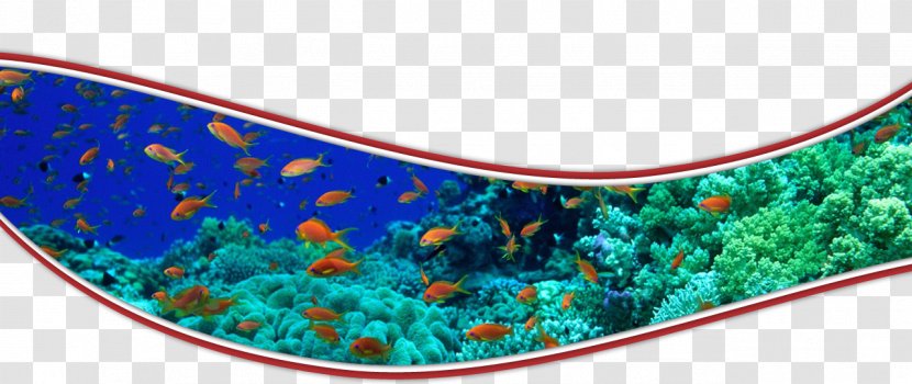 Rainbow Reef Aoyagi Masaharu Coral Fish - Organism - Cherne Altovise Transparent PNG