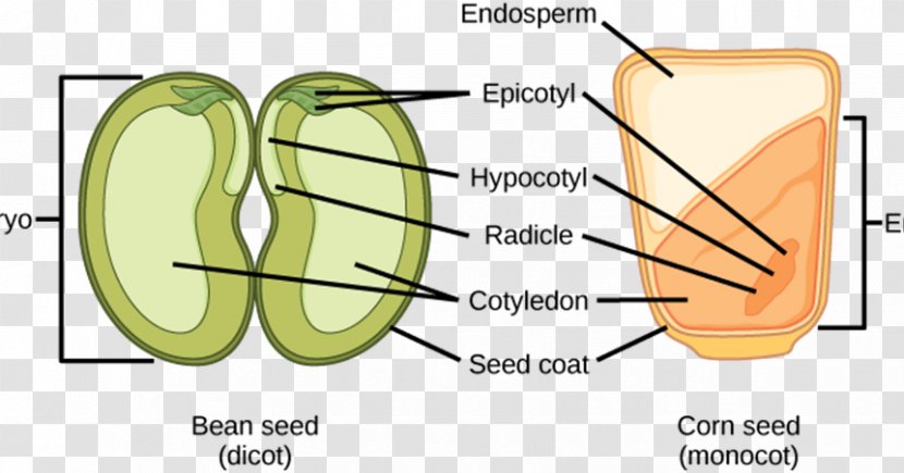 Dicotyledon Monocotyledon Embryo Seed - Heart - Rice Germination Transparent PNG