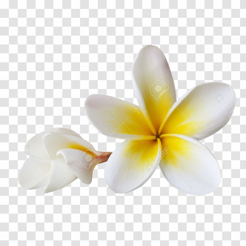 Balinese People Flower Frangipani Pig Roast - Moth Orchid - Bali Transparent PNG