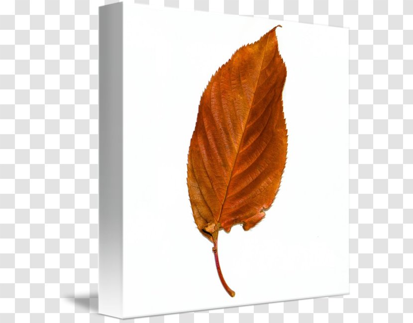 Leaf Imagekind Art Poster Canvas - Plant Transparent PNG