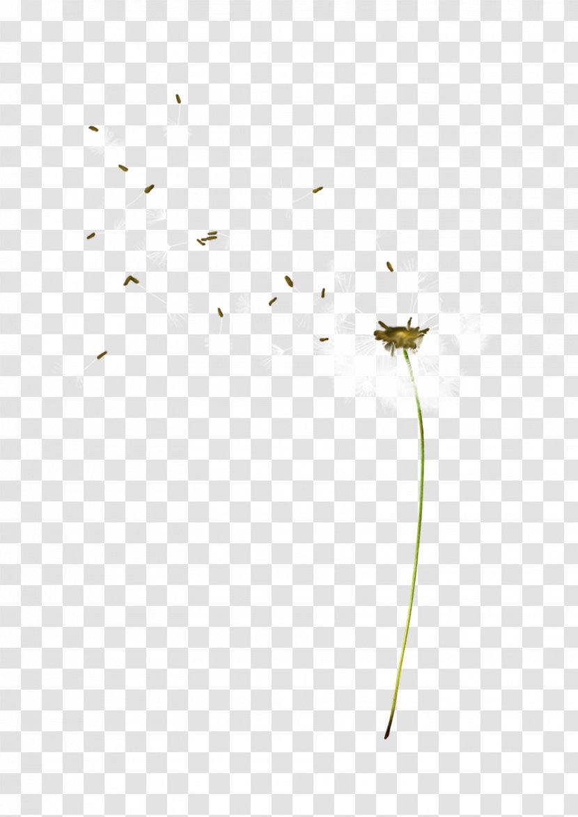 Branch Twig Plant Stem Leaf Tree - Dandelion Transparent PNG