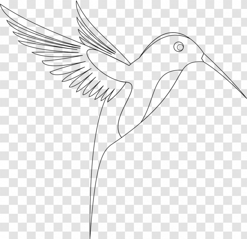 Hummingbird Drawing Sketch - Fauna - Bird Transparent PNG