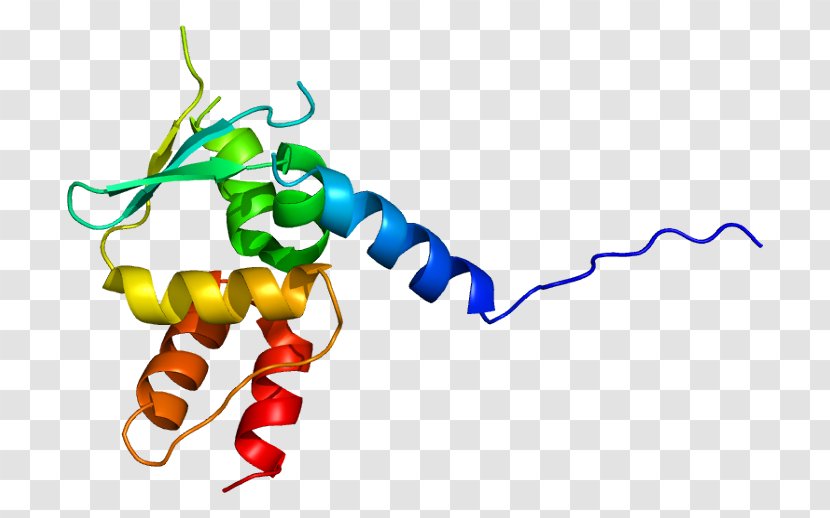 Giant Axonal Neuropathy (gigaxonin) Protein Chromosome 16 Gene - Heart - Cartoon Transparent PNG