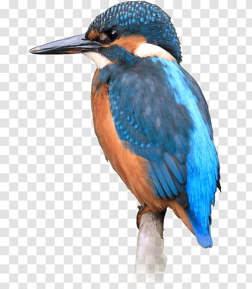 Bird Common Kingfisher Local Nature Reserve - Beak Transparent PNG