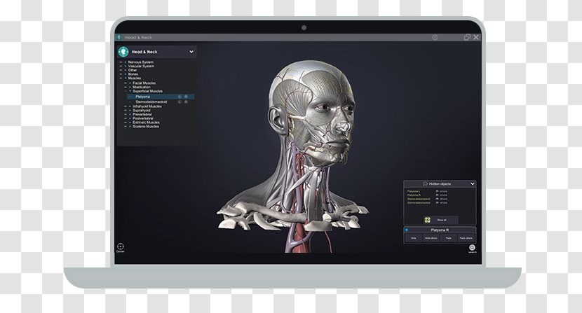 Head And Neck Anatomy Skull Lymph Node - Arm Transparent PNG