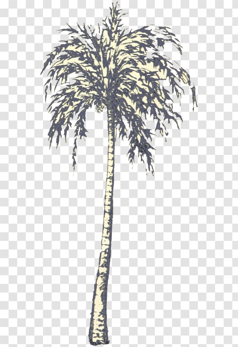 Asian Palmyra Palm Babassu Oil Palms Date Trees - Black And White Transparent PNG