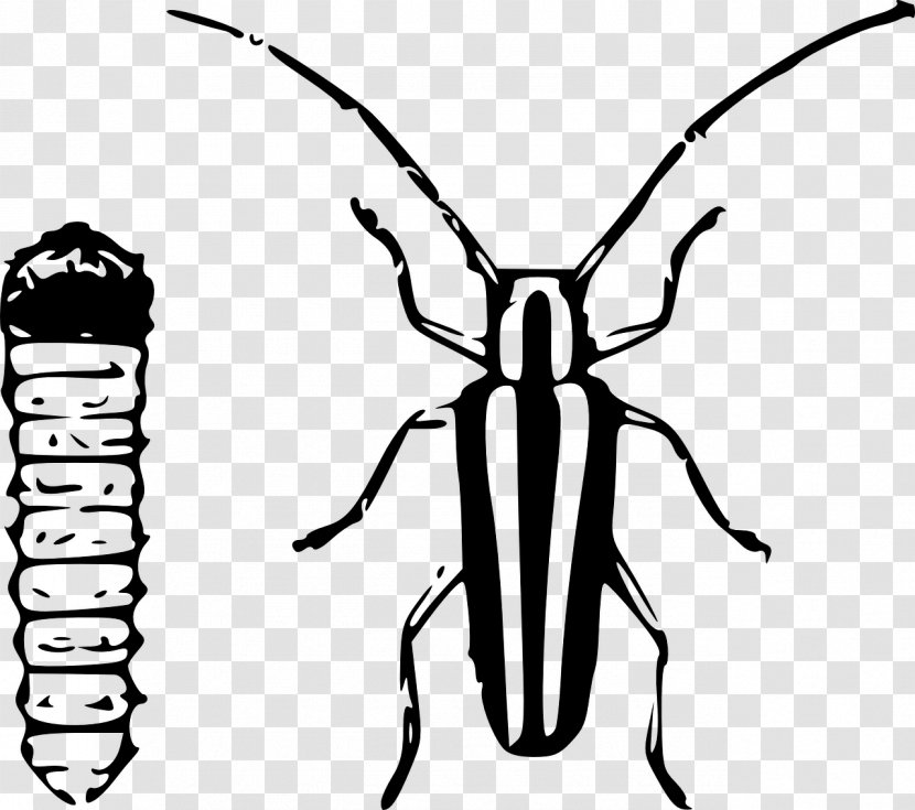 Apple Clip Art - Black And White - Cockroach Transparent PNG