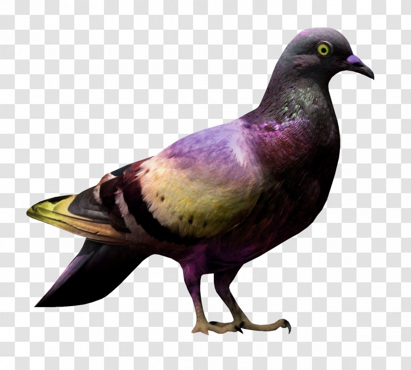 Domestic Pigeon Columbidae Bird Clip Art - Fauna Transparent PNG