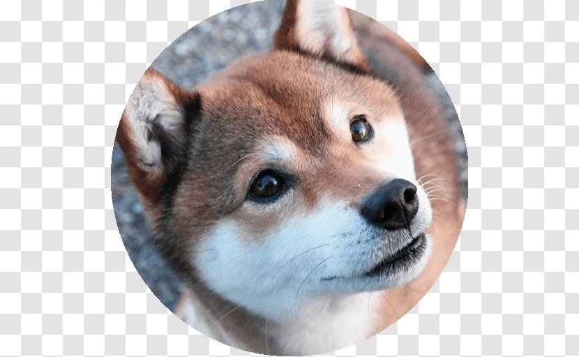 Shiba Inu American Akita Dog Breed Japan - Alaskan Klee Kai Transparent PNG
