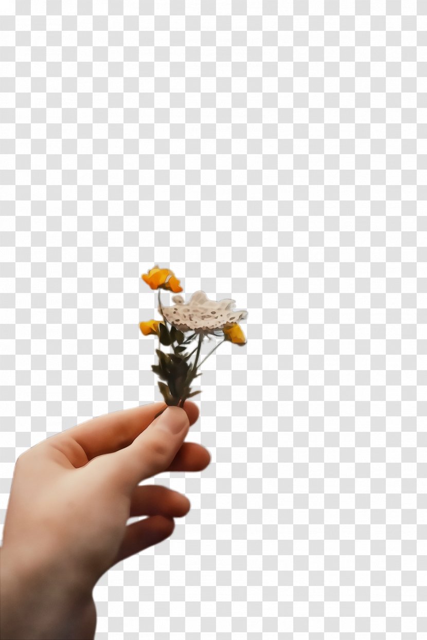 Flower Hand Yellow Plant Finger - Stem - Cut Flowers Transparent PNG
