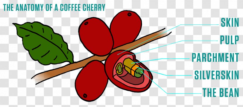 Fruit Coffee Bean Peaberry Metropolis Company Transparent PNG