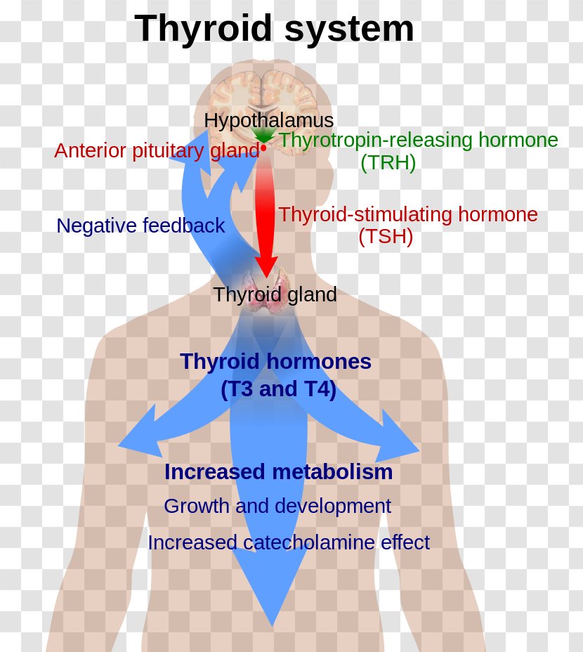 Thyroid Hormones Thyroxine Thyroid-stimulating Hormone - Silhouette - Astragalus Transparent PNG