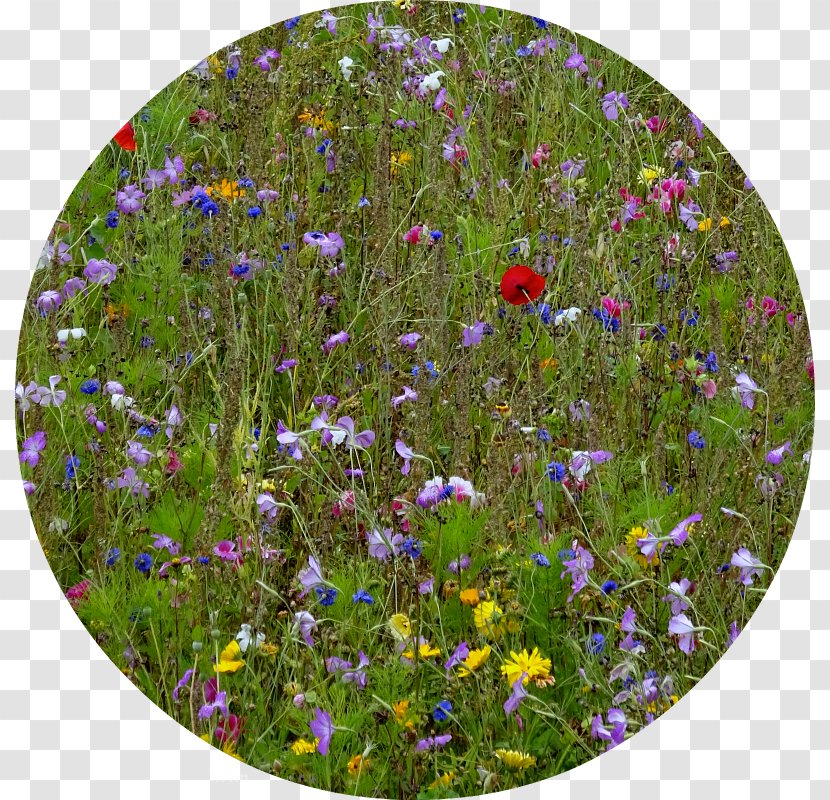 Purple Wildflower - Plant - Heavenly Blue Morning Glory Transparent PNG