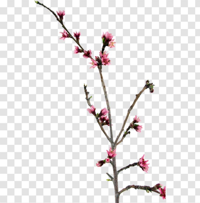 Twig Blossom Peach Plant Stem Clip Art - Shrub Transparent PNG