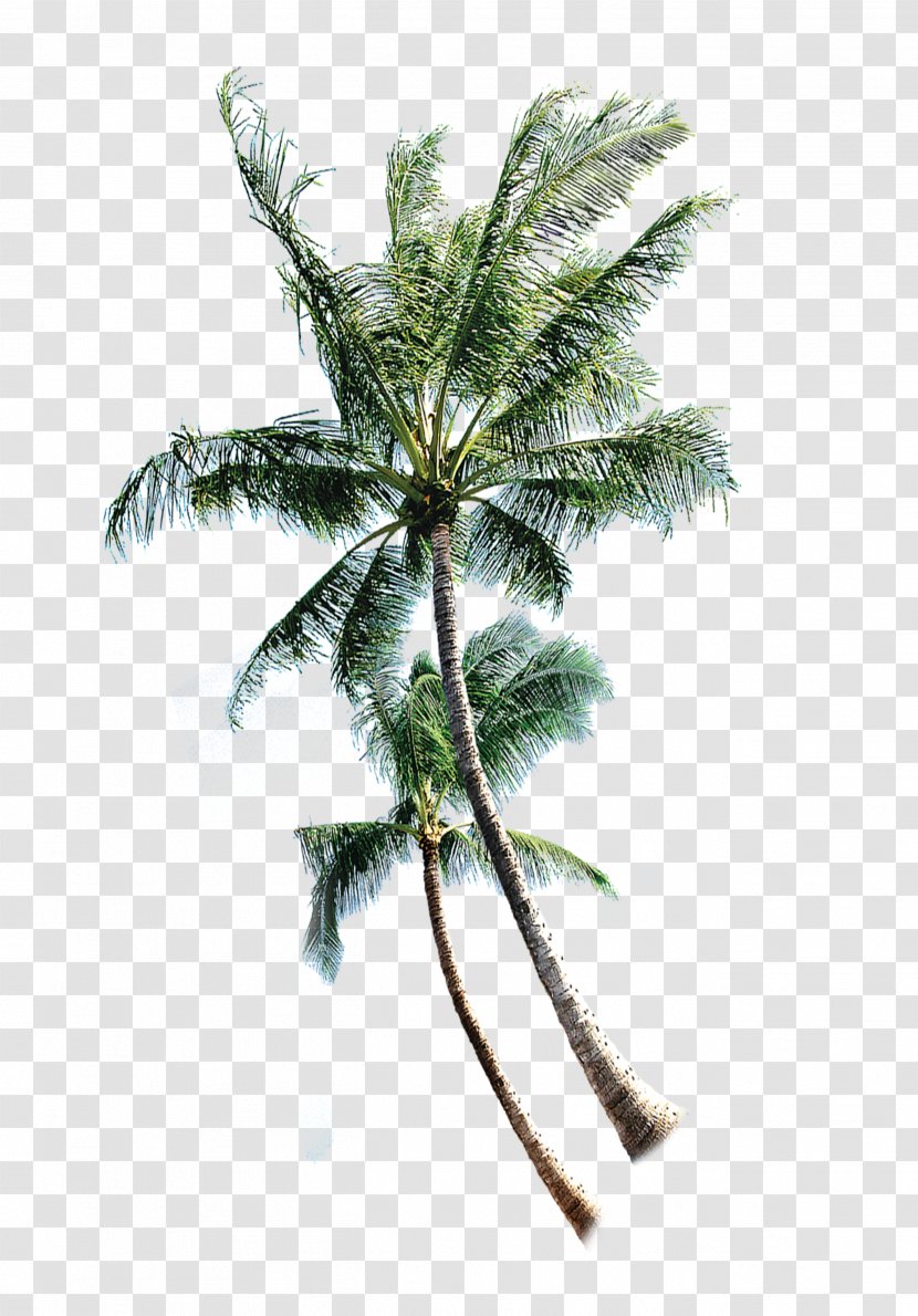 Coconut Tree Euclidean Vector - Thai Trees Transparent PNG