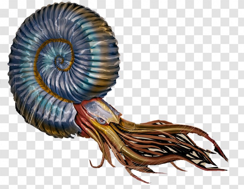 ARK: Survival Evolved Ammonites Ammonitina Nautilidae Xbox One - Steam Awards - Organism Transparent PNG