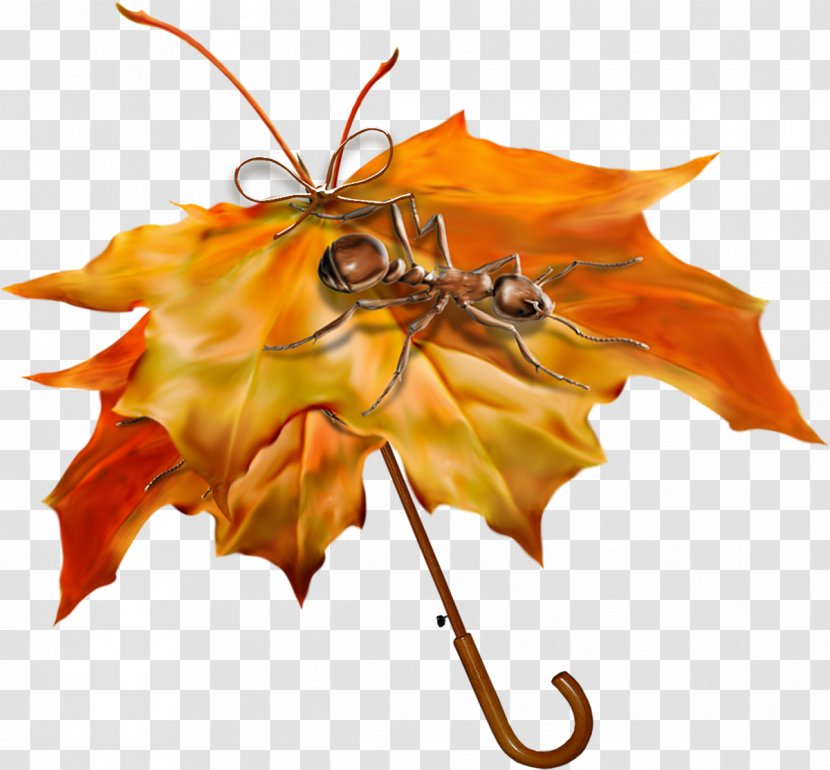 Autumn Umbrella - Flower - Insect Transparent PNG