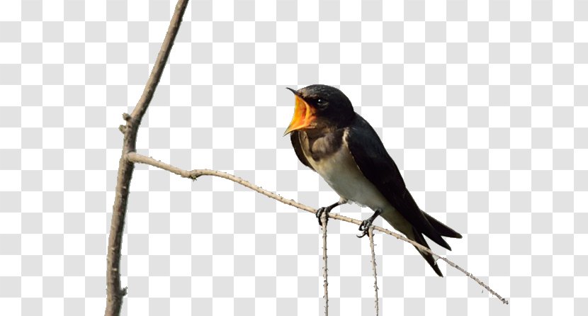 Old World Flycatcher American Sparrows Beak Wing - Songbird - Swallows Twitter Transparent PNG