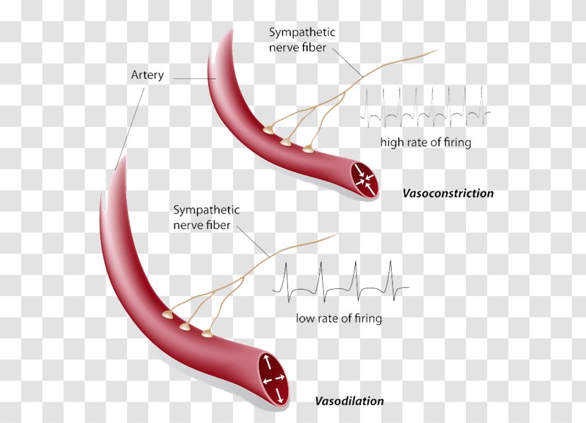 Vasoconstriction Vasodilation Hot Flash Blood Vessel Symptom - Watercolor Transparent PNG