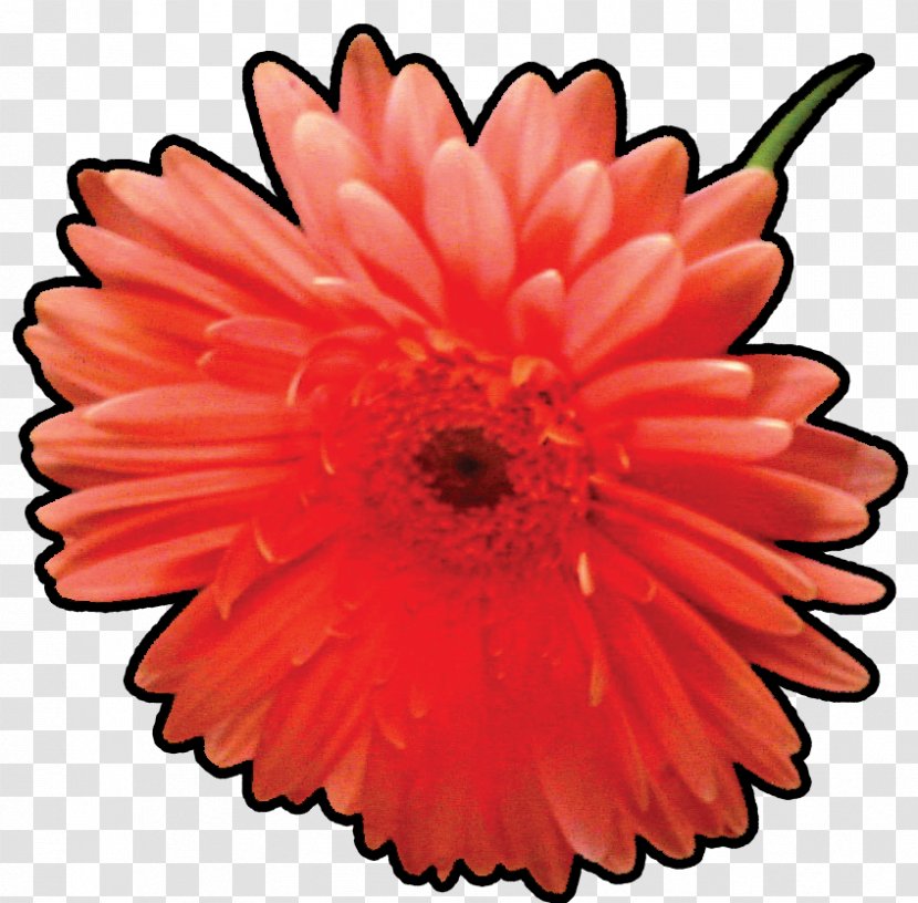 Transvaal Daisy National Talent Search Examination Science Unified Council 12-hour Clock - Chrysanthemum - Cold Heart Transparent PNG