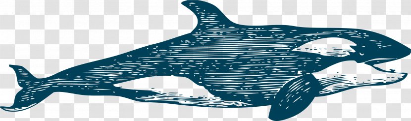 Common Bottlenose Dolphin Tucuxi Whale - Beluga Swimming Transparent PNG