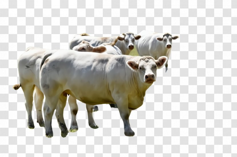 Bovine Herd Livestock Cow-goat Family Animal Figure - Dairy Cow Bull Transparent PNG