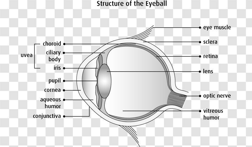 Anatomy Human Eye Physiology Body - Cartoon - Cancer Cell Details Transparent PNG