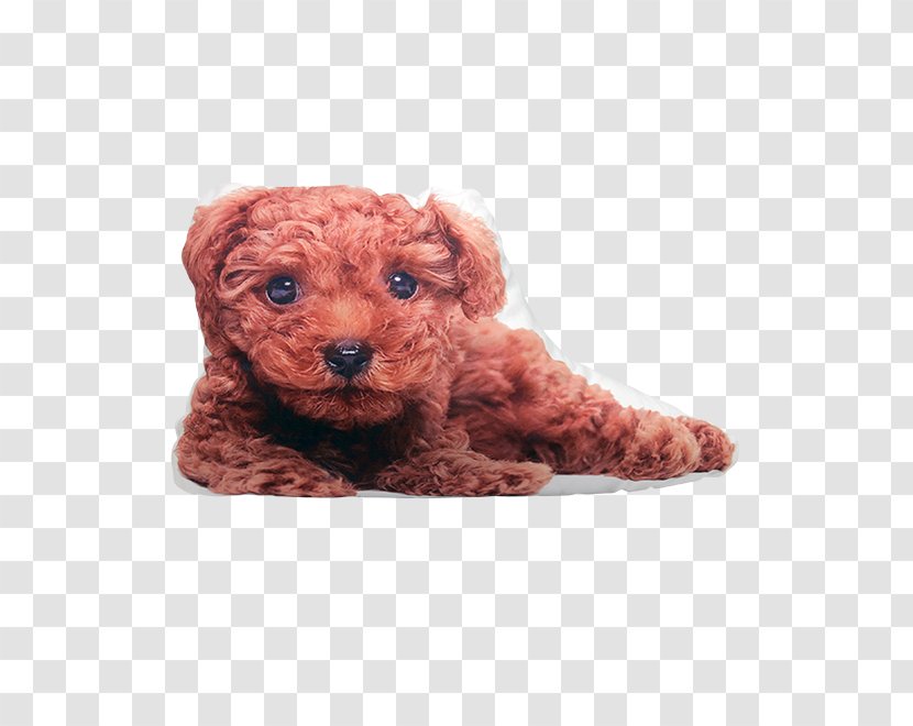 Toy Poodle Miniature Schnoodle Cockapoo Goldendoodle - Companion Dog - Puppy Transparent PNG