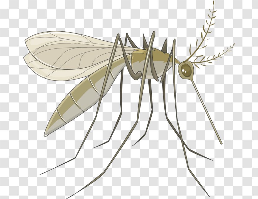 Marsh Mosquitoes Servier Pterygota Human Louse - Mosquito Transparent PNG