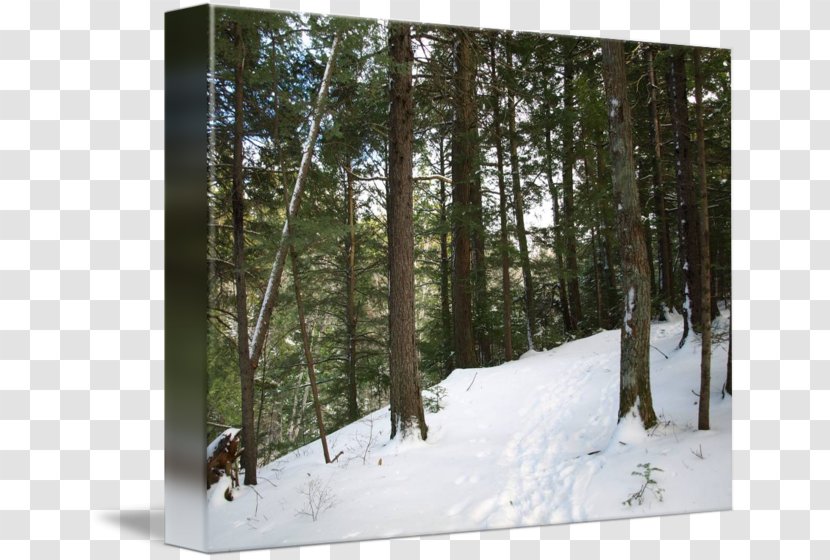 Temperate Coniferous Forest Winter Road Tree Transparent PNG