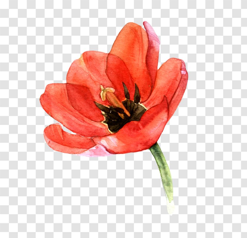 Tulip Watercolor Painting Art Watercolour Flowers - Red Transparent PNG