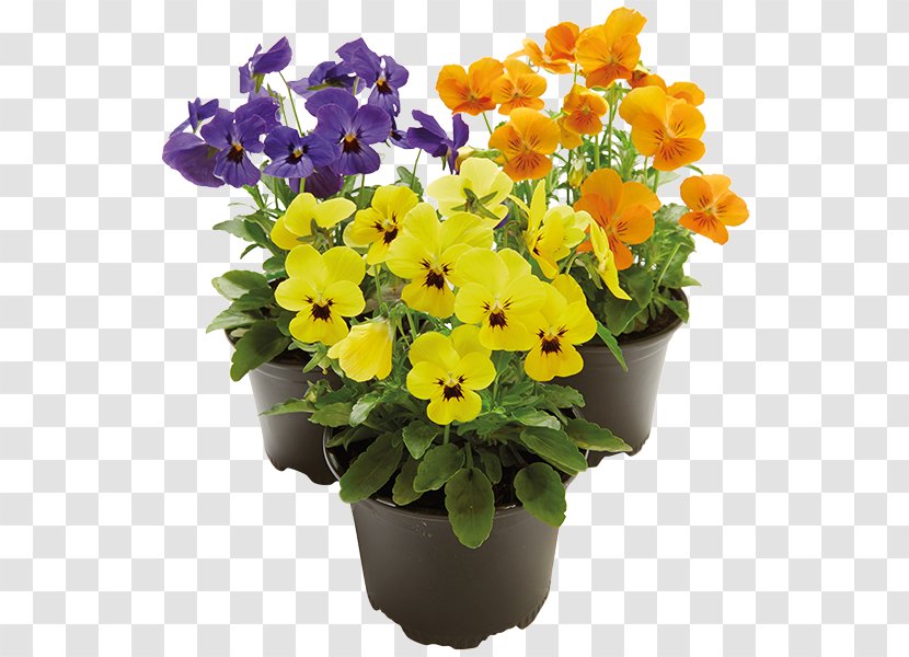 Pansy Primrose Flowerpot Annual Plant Cut Flowers - Cornuta Transparent PNG