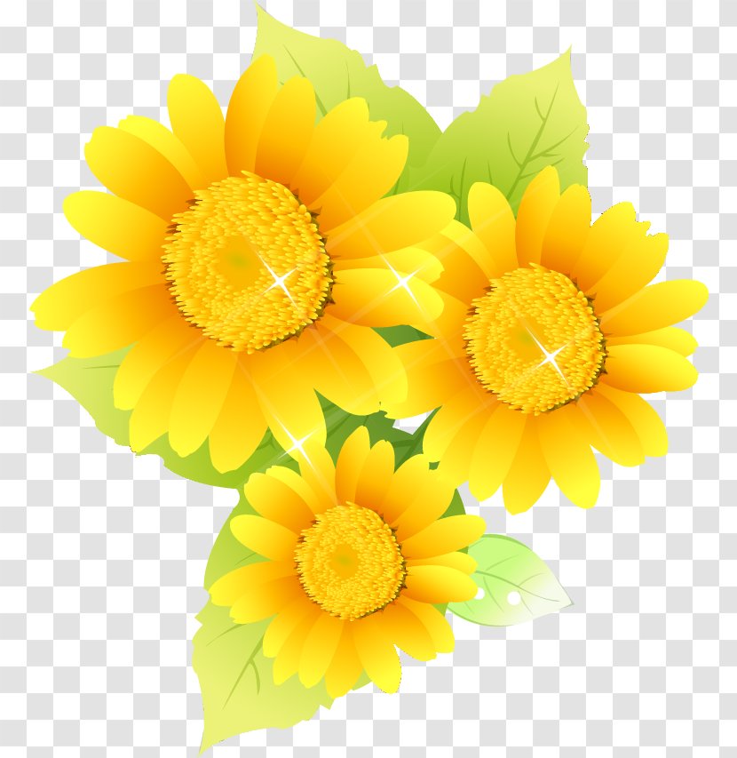 Common Sunflower Illustration Image Photography Design - Daisy Family - Annual Plant Transparent PNG