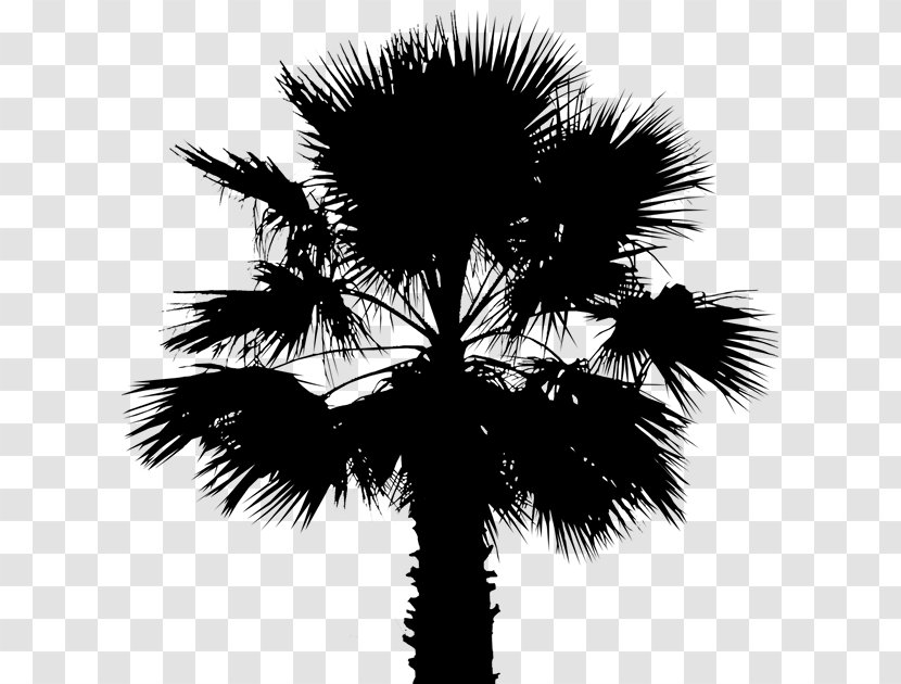 Asian Palmyra Palm Date Leaf Trees Silhouette - Plant Transparent PNG