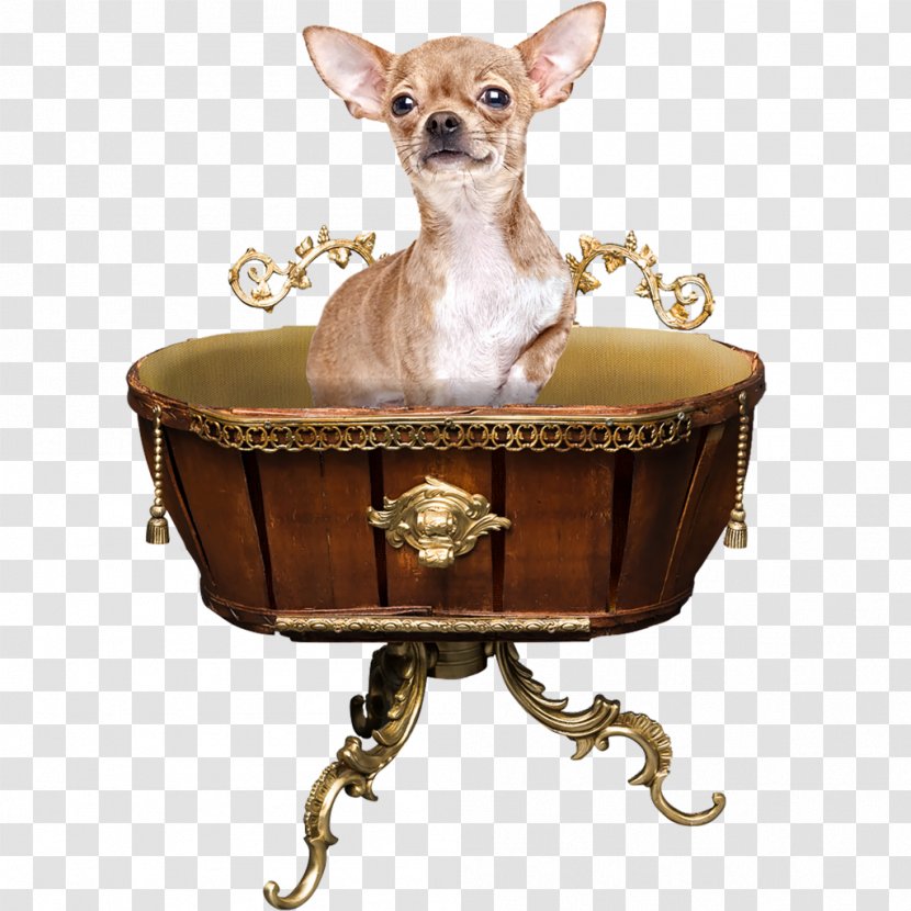 Chihuahua Dog Breed Cat Table Companion Transparent PNG