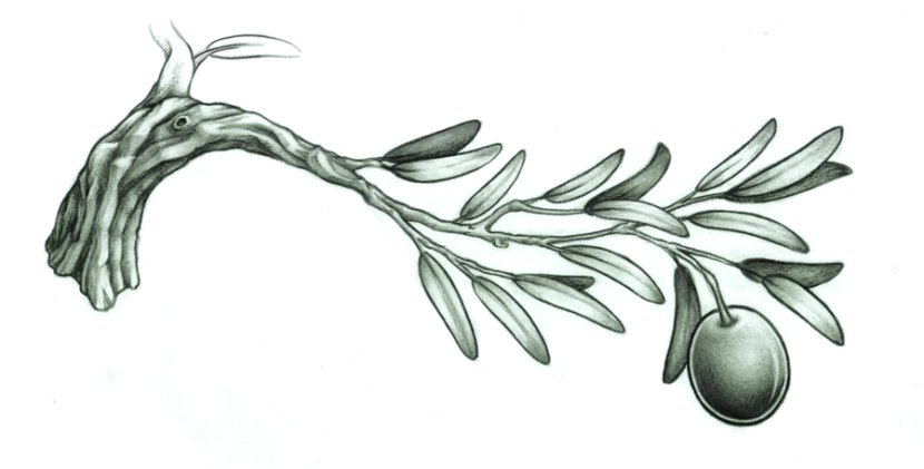 Olive Branch Tattoo Drawing - Photo Of Transparent PNG