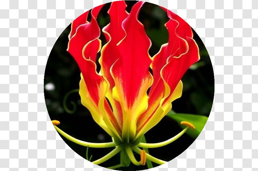 Flame Lily Seed Vine Flower Bulb - Fire Lilies Transparent PNG