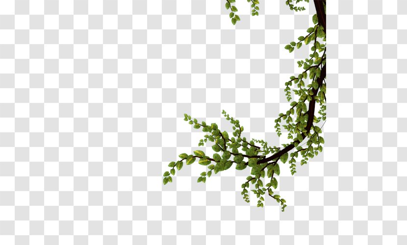 Twig Branch Tree Leaf - Ivy Transparent PNG