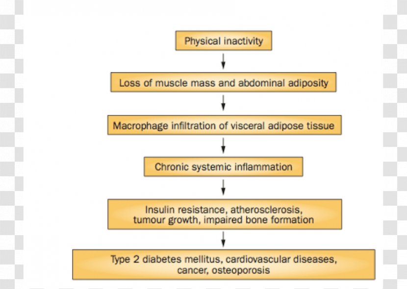 Diabetes Mellitus Type 2 Exercise Cardiovascular Disease Obesity - Physical Activity Transparent PNG