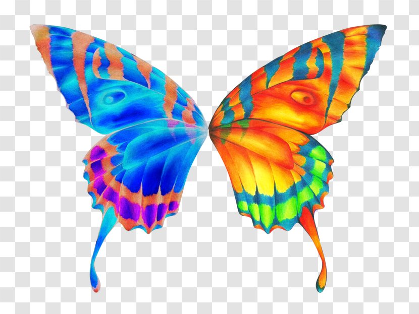 Butterfly Wing Clip Art - Invertebrate Transparent PNG