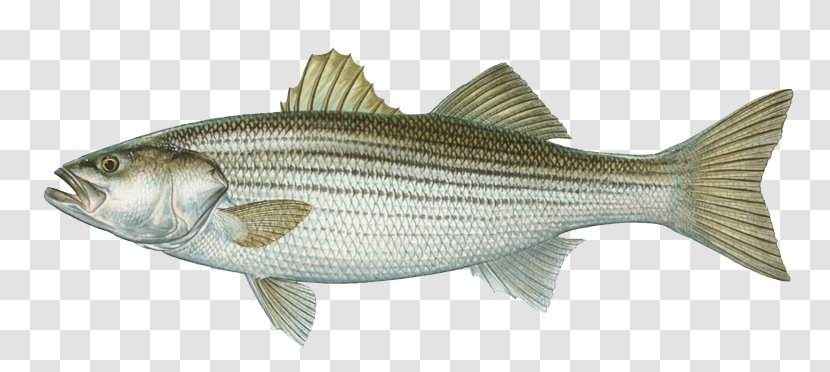 International Game Fish Association Hybrid Striped Bass Largemouth - Bluefish - A Silver Carp Transparent PNG