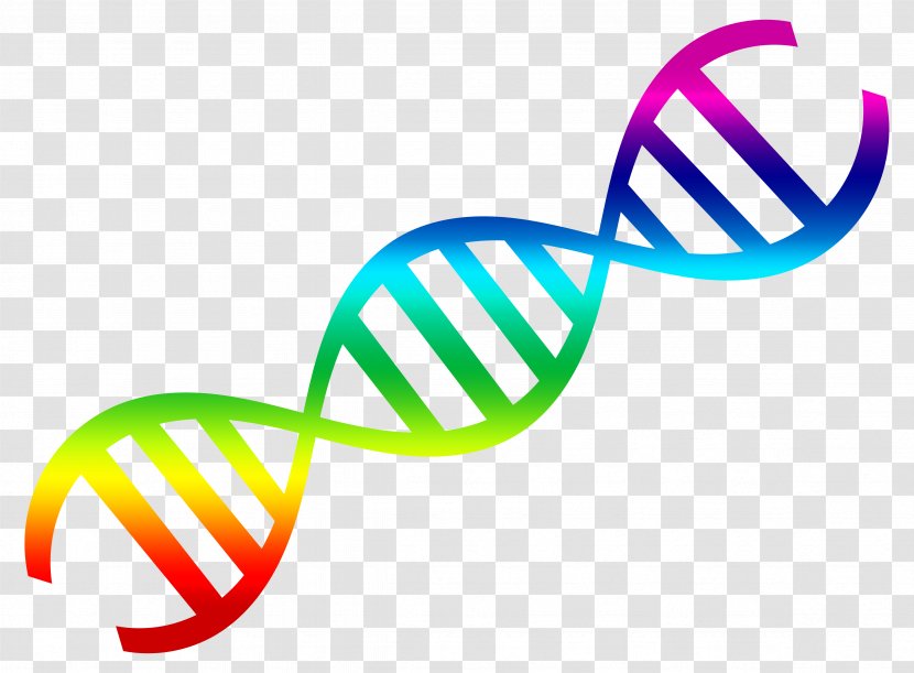 DNA Nucleic Acid Double Helix Clip Art - Vector Transparent PNG