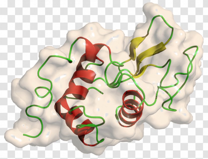 Lysozyme Protein Structure Tertiary - Frame - Tree Transparent PNG