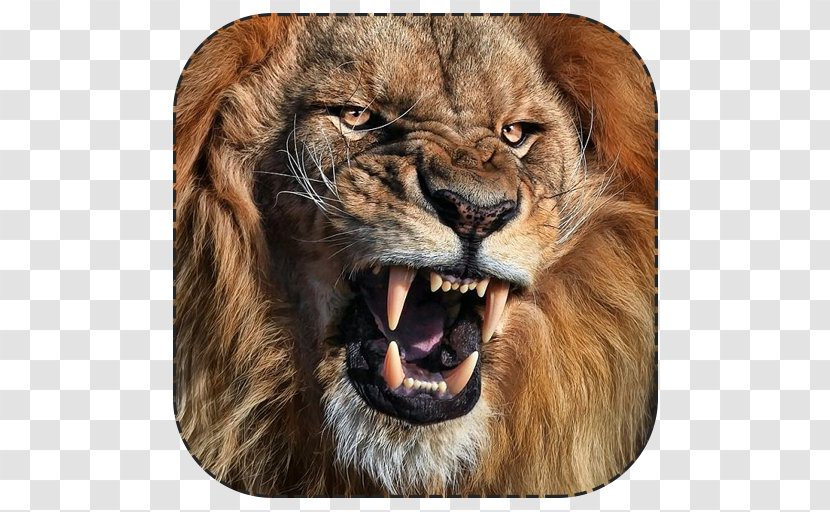 White Lion Tiger Roar Cat - Tigers And Lions Transparent PNG